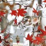 photo, nature, birds, boy, children, leaves