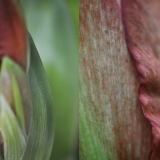 tropical plants, green, red