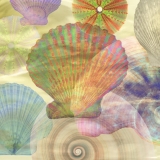 SHELLS, SEA SHELLS, OCEAN, BEACH, 