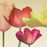 Tulips, Floral, Yellow, Red, Photography, Acrylic, Floating