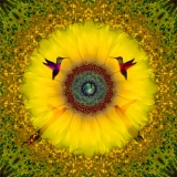 bird, birds, flowers, sunflower, spring, summer, garden, colored photography, art collectors