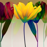 lilly, lillies, flowers, colorful, yellow,  photography, photography on canvas, red