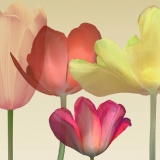 yellow, red, purple, colored photography, photography, tulips, garden, beautiful, nature, nature lover, flower lover